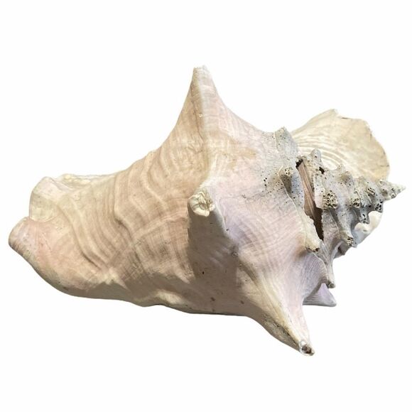 Large Beach Shell Decor - Picture 2 of 7